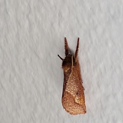 Elhamma australasiae (A Swift or Ghost moth (Hepialidae)) at Lyneham, ACT - 11 Apr 2023 by trevorpreston