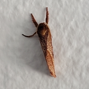 Elhamma australasiae at Lyneham, ACT - 11 Apr 2023 09:27 AM