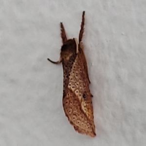 Elhamma australasiae at Lyneham, ACT - 11 Apr 2023 09:27 AM