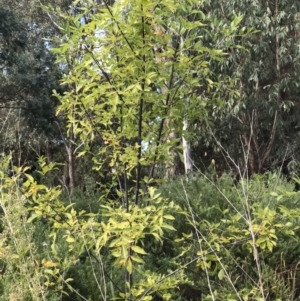 Fraxinus sp. at Lawson, ACT - 11 Apr 2023