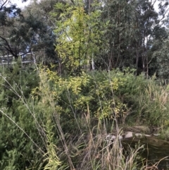 Fraxinus sp. at Lawson, ACT - 11 Apr 2023