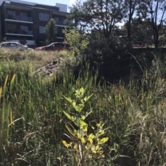 Fraxinus sp. at Lawson, ACT - 11 Apr 2023