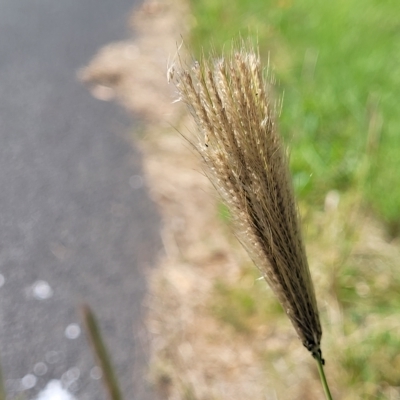 Chloris virgata (Feathertop Rhodes Grass) at Lyneham, ACT - 11 Apr 2023 by trevorpreston