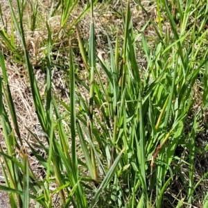 Chloris virgata at Lyneham, ACT - 11 Apr 2023