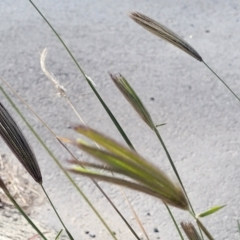 Chloris virgata (Feathertop Rhodes Grass) at Mitchell, ACT - 11 Apr 2023 by trevorpreston