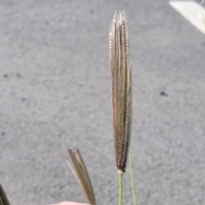 Chloris virgata at Mitchell, ACT - 11 Apr 2023