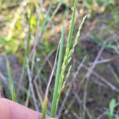 Ehrharta erecta (Panic Veldtgrass) at Crace Grasslands - 11 Apr 2023 by trevorpreston