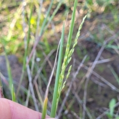 Ehrharta erecta (Panic Veldtgrass) at Mitchell, ACT - 11 Apr 2023 by trevorpreston