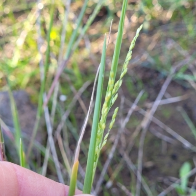 Ehrharta erecta (Panic Veldtgrass) at Crace Grasslands - 11 Apr 2023 by trevorpreston