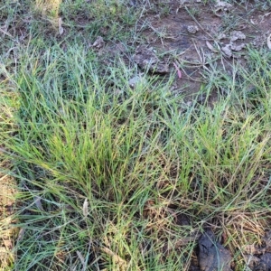 Ehrharta erecta at Mitchell, ACT - 11 Apr 2023