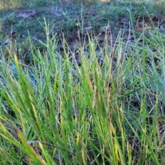 Ehrharta erecta at Mitchell, ACT - 11 Apr 2023