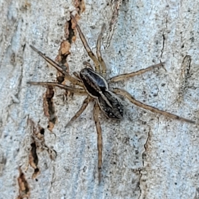 Lycosidae (family) (Unidentified wolf spider) at Crace Grasslands - 11 Apr 2023 by trevorpreston
