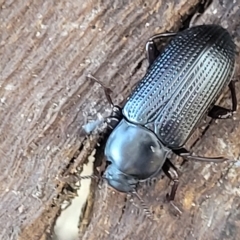 Meneristes australis (Darking beetle) at Crace Grasslands - 11 Apr 2023 by trevorpreston