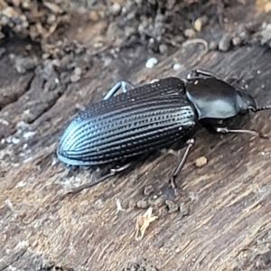 Meneristes australis at Mitchell, ACT - 11 Apr 2023