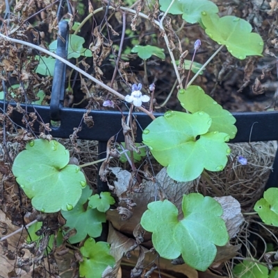 Cymbalaria muralis subsp. muralis (Ivy-leaved Toadflax) at Albury - 10 Apr 2023 by ChrisAllen