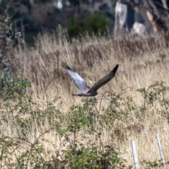 Circus assimilis (Spotted Harrier) at Molonglo Valley, ACT - 10 Apr 2023 by JohnHurrell