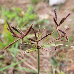 Cyperus congestus at Holt, ACT - 11 Apr 2023 02:04 PM