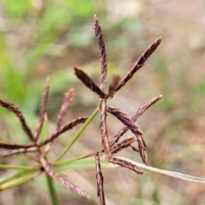 Cyperus congestus at Holt, ACT - 11 Apr 2023 02:04 PM