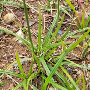 Cyperus congestus at Holt, ACT - 11 Apr 2023 02:04 PM