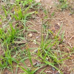 Cyperus congestus at Holt, ACT - 11 Apr 2023 02:04 PM