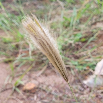 Chloris virgata (Feathertop Rhodes Grass) at Holt, ACT - 11 Apr 2023 by trevorpreston