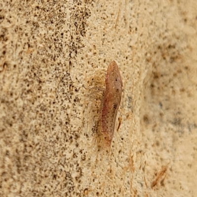 Ledromorpha planirostris (A leafhopper) at Banksia Street Wetland Corridor - 11 Apr 2023 by trevorpreston