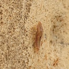 Ledromorpha planirostris (A leafhopper) at O'Connor, ACT - 11 Apr 2023 by trevorpreston