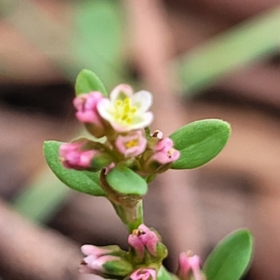 Polygonum arenastrum (Wireweed) at Banksia Street Wetland Corridor - 11 Apr 2023 by trevorpreston