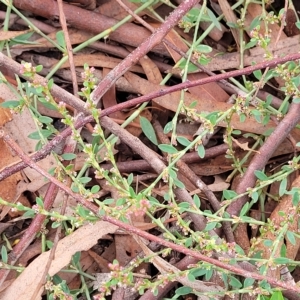 Polygonum arenastrum at O'Connor, ACT - 11 Apr 2023