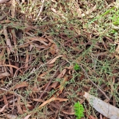 Polygonum arenastrum at O'Connor, ACT - 11 Apr 2023