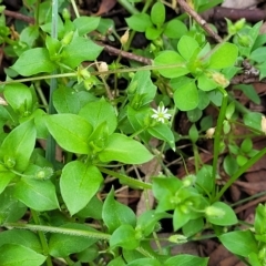 Stellaria media at O'Connor, ACT - 11 Apr 2023