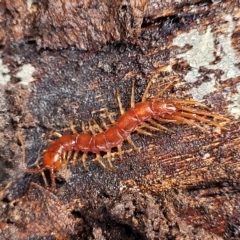 Lithobiomorpha (order) (Unidentified stone centipede) at O'Connor, ACT - 11 Apr 2023 by trevorpreston