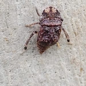 Stenocotis depressa at O'Connor, ACT - 11 Apr 2023 01:32 PM