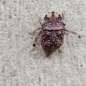 Stenocotis depressa at O'Connor, ACT - 11 Apr 2023 01:32 PM