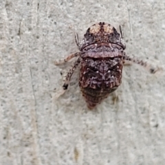 Stenocotis depressa at O'Connor, ACT - 11 Apr 2023