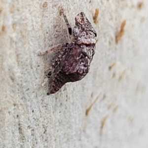 Stenocotis depressa at O'Connor, ACT - 11 Apr 2023 01:32 PM