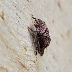 Stenocotis depressa at O'Connor, ACT - 11 Apr 2023 01:32 PM