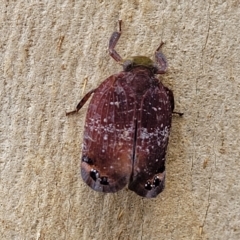 Platybrachys vidua (Eye-patterned Gum Hopper) at Banksia Street Wetland Corridor - 11 Apr 2023 by trevorpreston