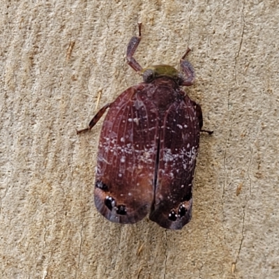 Platybrachys vidua (Eye-patterned Gum Hopper) at O'Connor, ACT - 11 Apr 2023 by trevorpreston