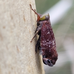 Platybrachys vidua at O'Connor, ACT - 11 Apr 2023 01:31 PM