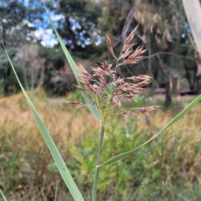 Phragmites australis (Common Reed) at Banksia Street Wetland Corridor - 11 Apr 2023 by trevorpreston