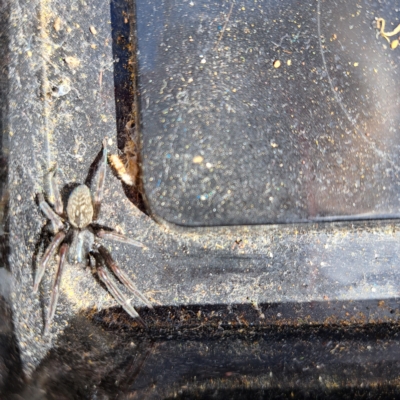 Badumna sp. (genus) (Lattice-web spider) at Undefined Area - 11 Apr 2023 by SarahHnatiuk