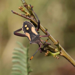 Mictis profana (Crusader Bug) at Dryandra St Woodland - 14 Feb 2023 by ConBoekel