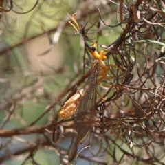 Nymphes myrmeleonoides (Blue eyes lacewing) at Dryandra St Woodland - 14 Feb 2023 by ConBoekel