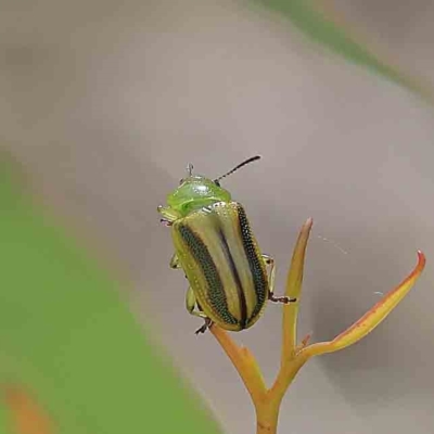 Calomela juncta (Leaf beetle) at Acton, ACT - 14 Feb 2023 by ConBoekel