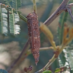 Trigonocyttara clandestina (Less-stick Case Moth) at O'Connor, ACT - 15 Feb 2023 by ConBoekel