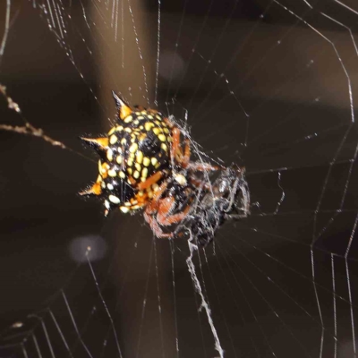 Austracantha minax (Christmas Spider, Jewel Spider) at O'Connor, ACT - 14 Feb 2023 by ConBoekel