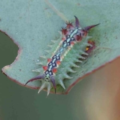 Doratifera quadriguttata (Four-spotted Cup Moth) at O'Connor, ACT - 15 Feb 2023 by ConBoekel