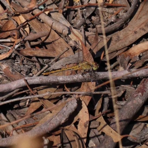 Diplacodes bipunctata at O'Connor, ACT - 15 Feb 2023