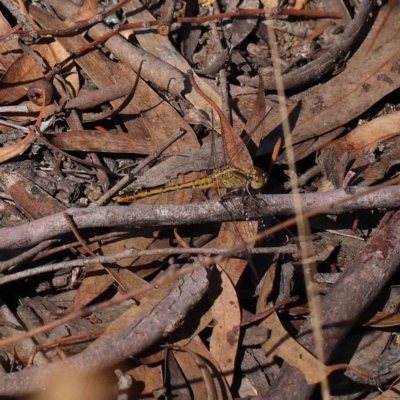 Diplacodes bipunctata (Wandering Percher) at O'Connor, ACT - 15 Feb 2023 by ConBoekel